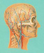 Human Anatomy Head Drawing by CSA Images Human Anatomy Head Drawing by CSA Images