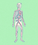 Human Circulatory System Drawing by CSA Images Human Circulatory System Drawing by CSA Images