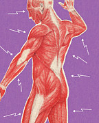 Human Muscular Anatomy Drawing by CSA Images Human Muscular Anatomy Drawing by CSA Images