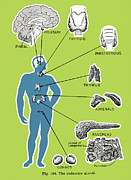 Human Organs Drawing by CSA Images Human Organs Drawing by CSA Images