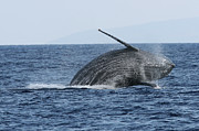 Humpback Whale Breach 2 Of 3 Photograph by Adwalsh