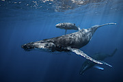 Humpback Whale Family's Photograph by Barathieu Gabriel