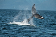 Humpback Whale Fluke Slapping. Southeast Alaska, Usa. Photograph by Doc White / Naturepl.com