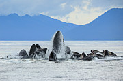 Humpback Whale Pod Bubble-net Feeding At Water Surface Photograph by Bret Charman / Naturepl.com Humpback Whale Pod Bubble-net Feeding At Water Surface Photograph by Bret Charman / Naturepl.com