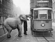 Hungry Elephant Photograph by Fox Photos