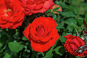 Hybrid Tea Rose DTHN0271 Photograph by Gerry Gantt Hybrid Tea Rose DTHN0271 Photograph by Gerry Gantt