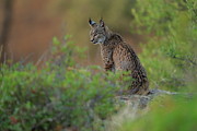 Iberian Lynx, Sierra De Andujar Natural Park, Jaen, Spain Photograph by Andres M. Dominguez / Naturepl.com Iberian Lynx, Sierra De Andujar Natural Park, Jaen, Spain Photograph by Andres M. Dominguez / Naturepl.com