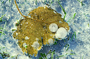 Ice Over A Poplar Leaf Photograph by Science Photo Library