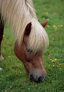 Icelandic Pony Close-up Of Head Whilst Photograph by Nhpa