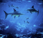 Ichthyosaurs Photograph by Warren Photographic
