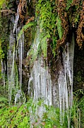 Icicles And Ferns Photograph by Science Photo Library