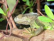 Iguana Photograph by Karen Stansberry