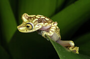 Imbabura Tree Frog Captive, Occurs In Lowland And Photograph by Pete Oxford / Naturepl.com