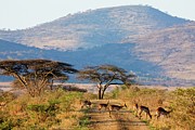 Impala {aepyceros Malampus}. Hluhluwe Photograph by Roger De La Harpe