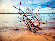Impressive Lake Norman Driftwood Photograph by Amy Dundon