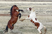 In Battle Photograph by Ronnie And Frances Howard