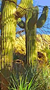 In the Shadow of Saguaros Photograph by Judy Kennedy