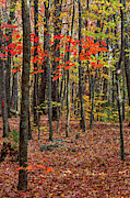 In The Woods Photograph by Bernd Laeschke In The Woods Photograph by Bernd Laeschke