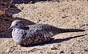 Inca Dove in the Sonoran Desert Photograph by Judy Kennedy