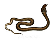 Indian Cobra Painting by German School Indian Cobra Painting by German School