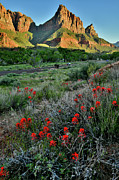 Indian Paintbrush and the Watchman in Zion NP Photograph by Ray Mathis
