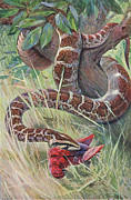 Indian Python By Kuhnert Painting by Wilhelm Kuhnert Indian Python By Kuhnert Painting by Wilhelm Kuhnert