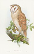 Indian Screech Owl Painting by John Gould