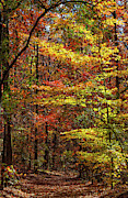 Indian Summer at sweetwater creek state park Photograph by Bernd Laeschke