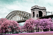 Infrared Pink Photograph by Cate Franklyn