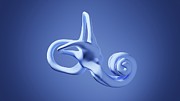 Inner Ear Photograph by Science Photo Library