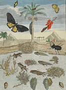 Insects And Fish With Island Background Painting by Maria Sibylla Merian
