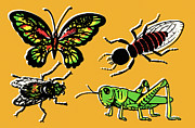 Insects Drawing by CSA Images Insects Drawing by CSA Images