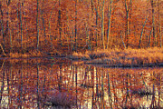 Ipswich River Wildlife Sanctuary Photograph by Jeff Folger