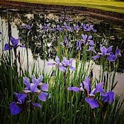 Iris 2 Photograph by Mark Egerton