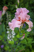 Iris, c. 'Magical Encounter' Photograph by Mark Mille Iris, c. 'Magical Encounter' Photograph by Mark Mille