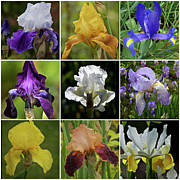 Iris Collection 2019 Photograph by Richard Cummings
