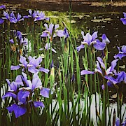 Irises Photograph by Mark Egerton