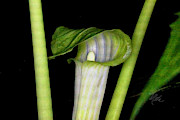 Jack In The Pulpit Photograph by Meta Gatschenberger