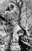Jane Goodall With A Chimpanzee Photograph by Bettmann