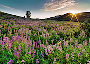 Jarbidge Mountain Wildflowers Photograph by Leland D Howard