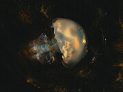 Jellyfish Photograph by Kemal Hay?t