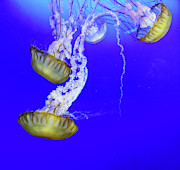 Jellys Photograph by Bob Cournoyer