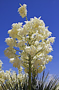 Joshua Tree Flowers Photograph by Tatiana Travelways