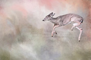 Joyful Little Fawn 3 Photograph by Jai Johnson