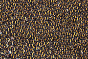 Jungle Bees Photograph by Science Photo Library