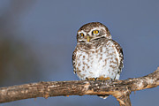 Jungle Owlet Photograph by Science Photo Library