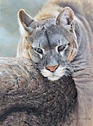 Just Chillin - Cougar by Alan M Hunt Painting by Alan M Hunt