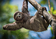 Just Hanging Around Photograph by Jonathan Ross