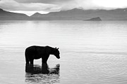 Kamchatka Brown Bear On Lake Shore Photograph by Science Photo Library