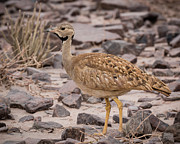 Karoo Korhaan Photograph by Claudio Maioli Karoo Korhaan Photograph by Claudio Maioli